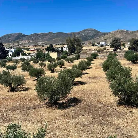 Olive House בית כפרי